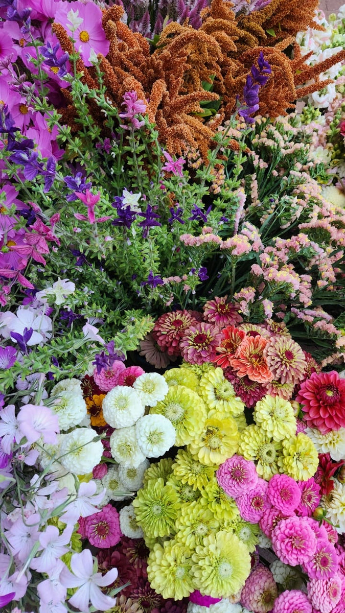 Annual Cut Flower Seed Mix akanaka bloomsthe store