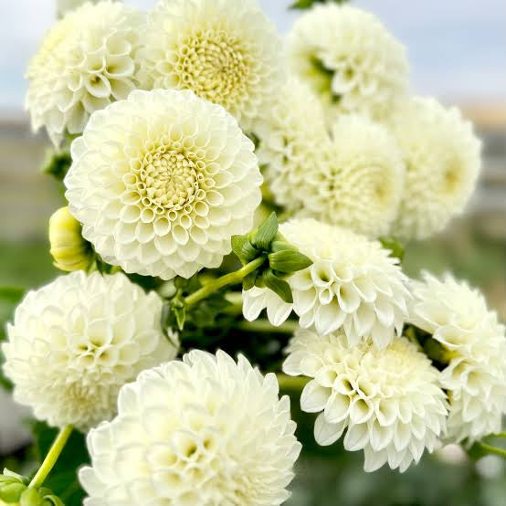 Rycroft Jan Dahlia Pot Tuber – akanaka blooms-the store